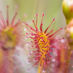 Sonnentau der rot-grüne Fleischfresser