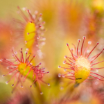 Sonnentau der rot-grüne Fleischfresser