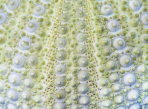 fotoforum Award 02/2016 – Tiere >> Annahme