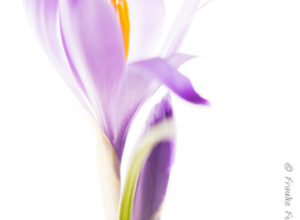 fotoforum Award 04/2017 – Pflanzen >> Annahme