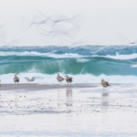 fotoforum Award 02/2016 - Tiere