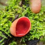 Der scharlachrote Kelchbecherling