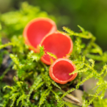 Der scharlachrote Kelchbecherling