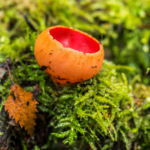 Der scharlachrote Kelchbecherling