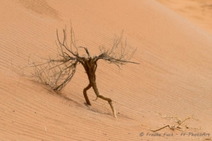 Die Namib und das Sossusvlei