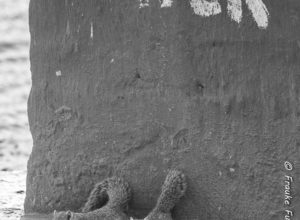 fotoforum Award 02/2017 – Tiere >> Annahme