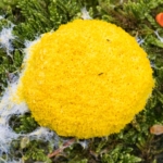 Gelbe Lohblüte oder Hexenbutter