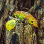 Gelbe Lohblüte oder Hexenbutter