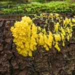 Gelbe Lohblüte oder Hexenbutter