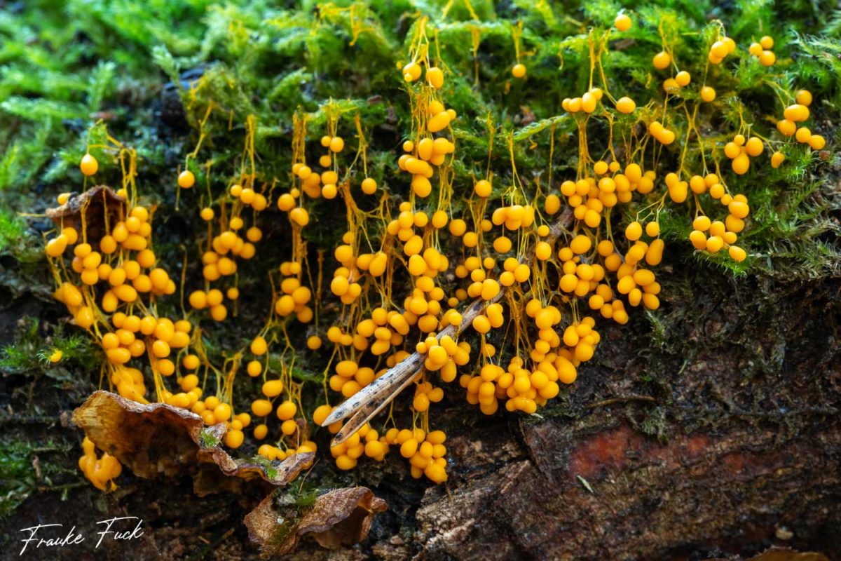 Badhamia utricularis - ein farbenfroher Schleimpilz - www.ff-photoart.de