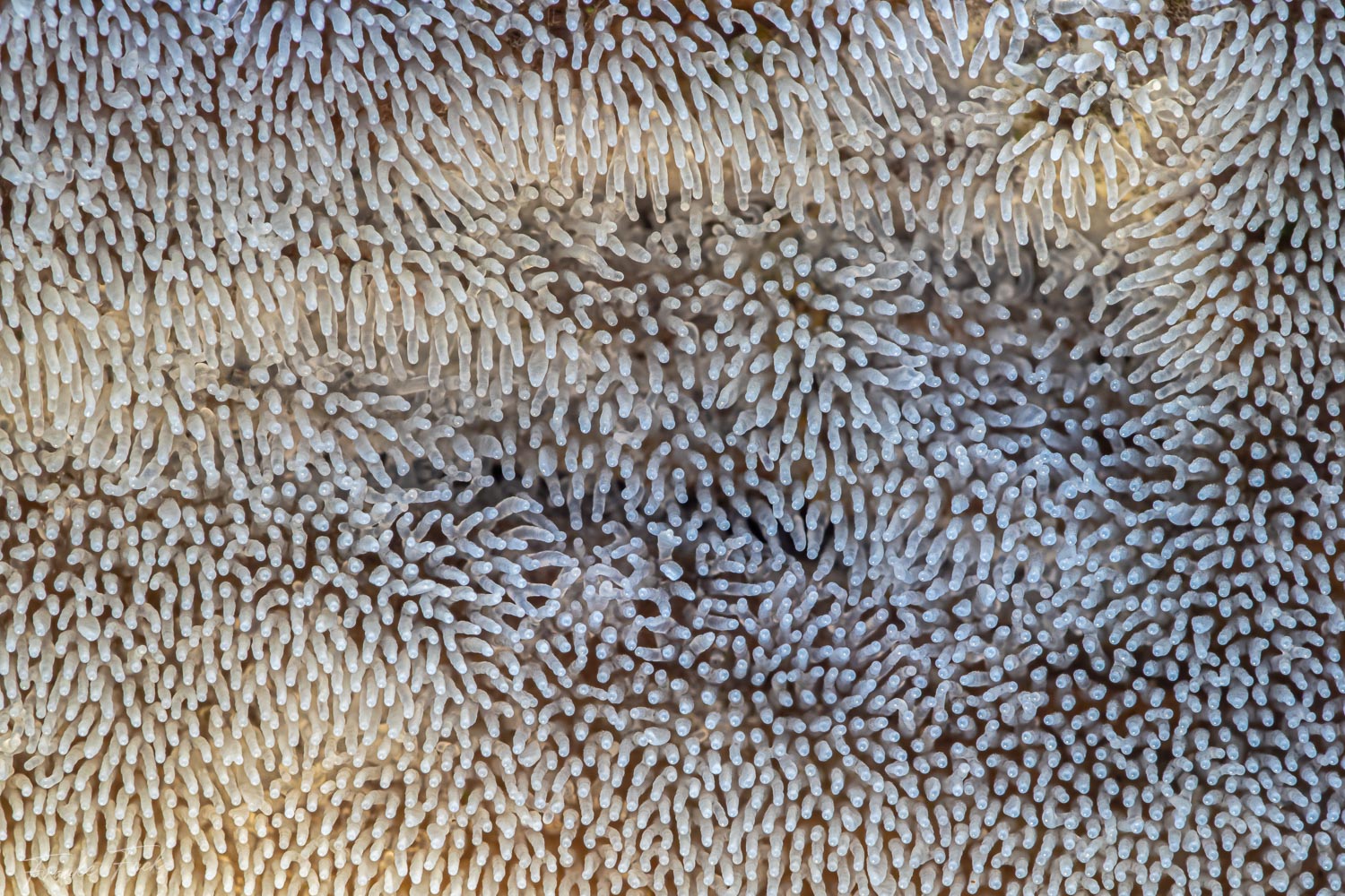 Ceratiomyxa fructiculosa Detail