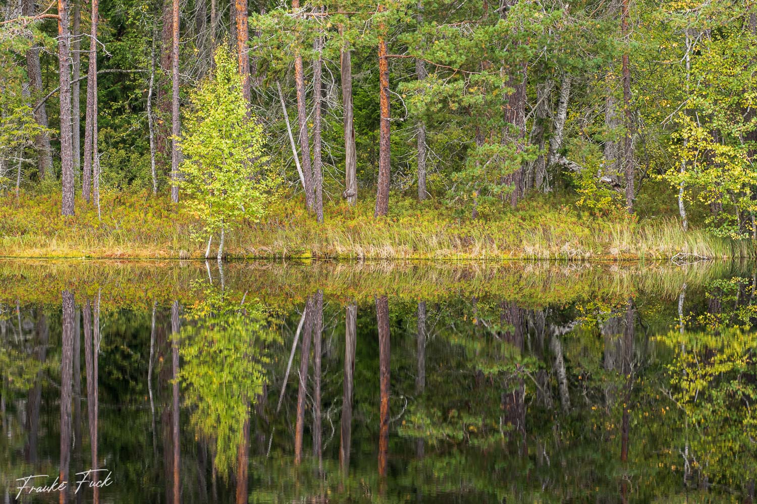 Spiegelung im See II - Nationalpark Norra Kvill in Schweden