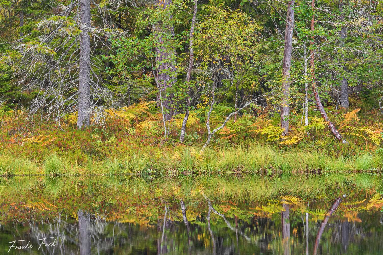 Spiegelung im See - Nationalpark Norra Kvill in Schweden
