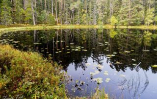 Märchensee Stora Igdölen - Nationalpark Norra Kvill in Schweden