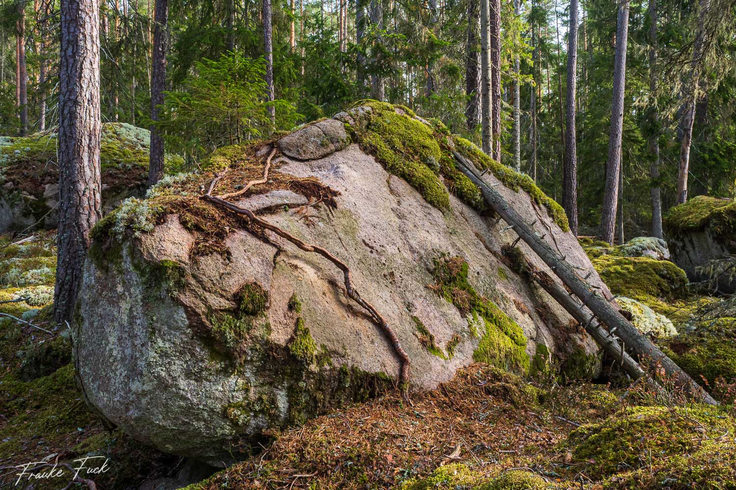 Nationalpark Norra Kvill in Schweden
