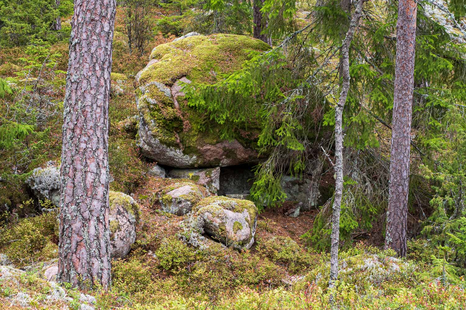 Nationalpark Norra Kvill in Schweden