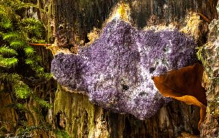 Der Violette Myxomycetenpustelpilz