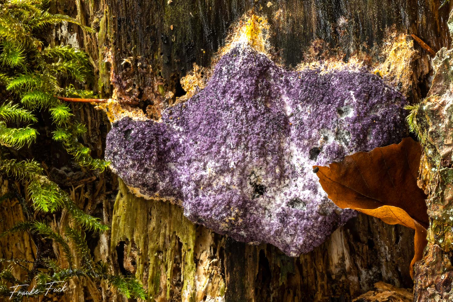 Der Violette Myxomycetenpustelpilz