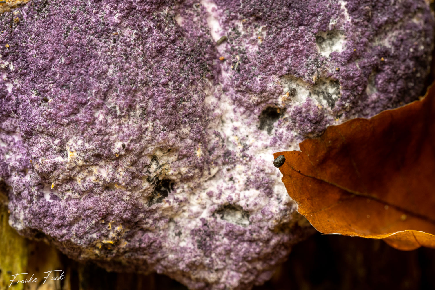 Der Violette Myxomycetenpustelpilz (Nectriopsis violacea)