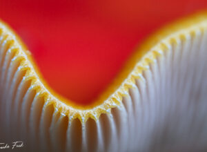 Geschwungen GDT Naturfotograf des Jahres 2022