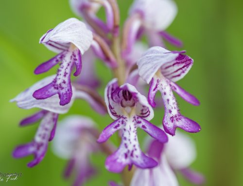 Orchideen im Weserbergland